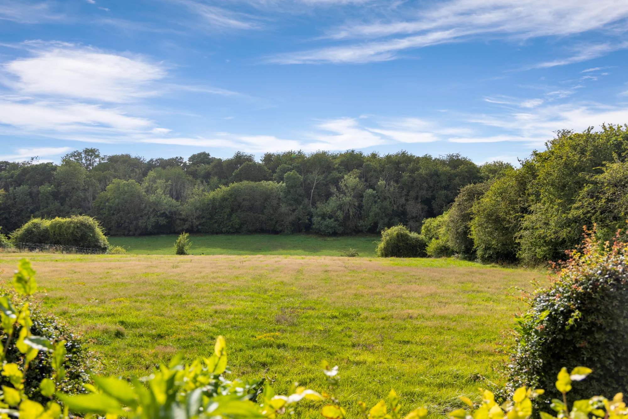 Surrey countryside